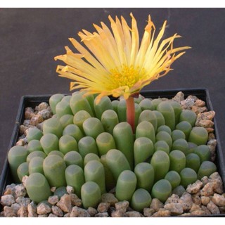 50 เมล็ดพันธุ์ เมล็ด ซักคิวเลนต์ หรือ ไม้อวบน้ำ กระบองเพชร เฟเนสตราเรีย (Fenestraria) Succulent