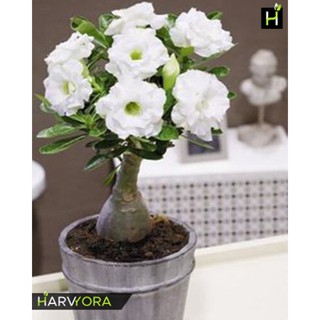 10 เมล็ด เมล็ดพันธุ์ ชวนชม Desert Rose สายพันธุ์ไต้หวัน สีขาว Adenium  กุหลาบทะเลทราย Desert Rose ราชินีบอนไซ