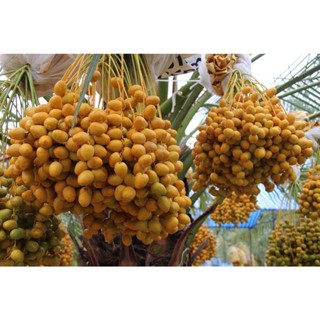 เมล็ดอินทผลัม Date Palm  ฟูไดลี่ fudaily  10 เมล็ดแท้จากต้นเพาะเนื้อเยื่อ