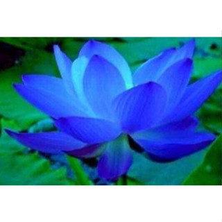 เมล็ดบัวสีน้ำเงิน (Blue Waterlily)  5 เมล็ด