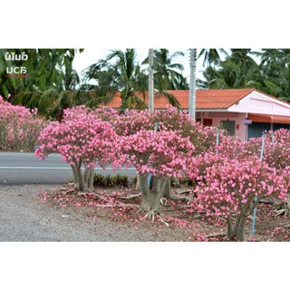 ชวนชม Desert Rose ยักษ์ญี่ปุ่นลูกผสม (Hybrid)เมล็ด ชวนชม Desert Rose สายพันธุ์ยักษ์ซาอุ10 เมล็ด