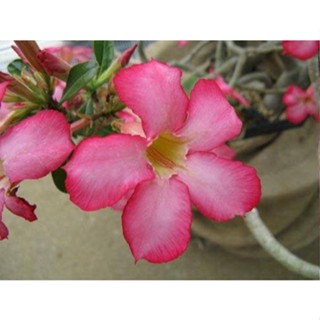 เมล็ด ชวนชม Desert Rose ฮอลแลนด์ดอกชั้นเดียวสีชมพู (Obesum Pink Color )10 เมล็ด