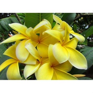 20 เมล็ด ลีลาวดี Frangipani , Pagoda Tree, Hawaii Plumeria สายพันธุ์ Aztec Gold สีเหลือง