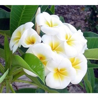 20 เมล็ด ลีลาวดี Frangipani , Pagoda Tree, Hawaii Plumeria สายพันธุ์ Country Life สีขาว