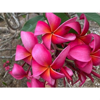 20 เมล็ด ลีลาวดี Frangipani , Pagoda Tree, Hawaii Plumeria สายพันธุ์ Exotic Waimea สีม่วง