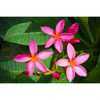 20 เมล็ด ลีลาวดี Frangipani , Pagoda Tree, Hawaii Plumeria สายพันธุ์ Valentines Plumeria สีชมพู