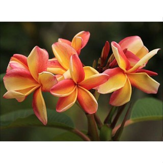 20 เมล็ด ลีลาวดี Frangipani , Pagoda Tree, Hawaii Plumeria สายพันธุ์ Fruit Salad สีส้ม