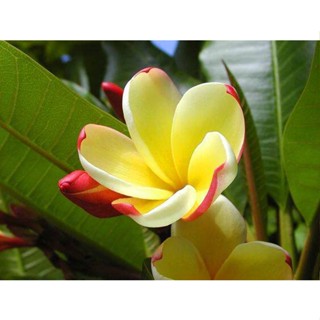 20 เมล็ด ลีลาวดี Frangipani , Pagoda Tree, Hawaii Plumeria สายพันธุ์ Moonlight สีเหลือง