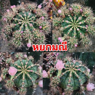 เมล็ดหยกมณี เก็บสดๆใหม่ๆจากในสวน