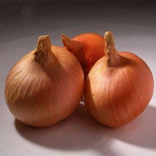 100 เมล็ด เมล็ดหอมหัวใหญ่ สายพันธุ์ หอมใหญ่ Augusta ของแท้ อัตรางอก 70-80% Onion Seed มีคู่มือปลูก