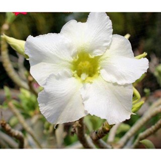 เมล็ด ชวนชม ฮอลแลนด์ดอกชั้นเดียวสีขาว (Obesum White Color Seeds)10 เมล็ด