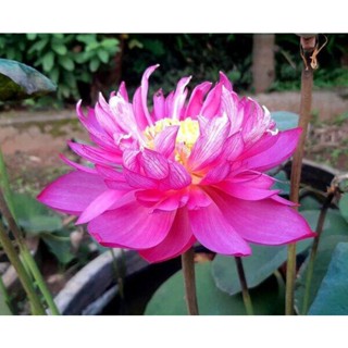 10 เมล็ดบัว สายพันธุ์ Masterpiece Lotuses Flower Seeds สีม่วง บัวหลวงนอก บัวสาย บัวไหว้พระ ดอกใหญ่ ประดับบ้าน ตกแต่งสวน