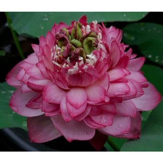 10 เมล็ดบัว สายพันธุ์ Iron Lady Lotuses Flower Seeds สีชมพู บัวหลวงนอก บัวสาย บัวไหว้พระ ดอกใหญ่ ประดับบ้าน ตกแต่งสวน