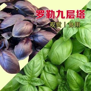 โหระพา aromatto ocimum basilicum เมล็ดสมุนไพร