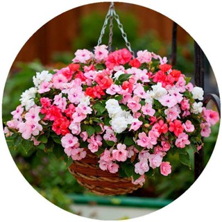 Double balsam seeds Impatiens 1000ฮูน