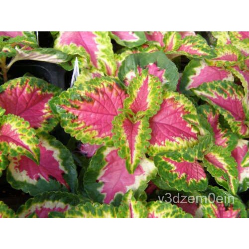 เมล็ด Coleus SEED: Wizard Rose Coleus seeds 40 seeds Fresh seeds จัดส่งฟรี ข้าวโพด