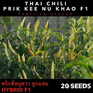 เมล็ด ไทย "prik Kee Nu Khao F1" พริกไฮบริดพริกหวาน annuum x 20เมล็ด กะเพรา