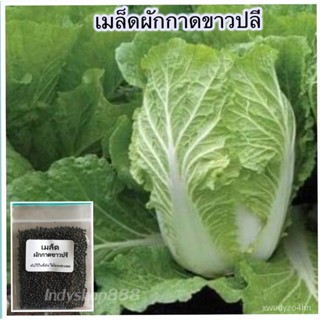 มะระ ผักกาดขาวปลี ผักกาดขาว 1000 เมล็ด [10 แถม 1 งอกได้]/งอก ปลูก/งอก เมล็ด/งอก มะระ