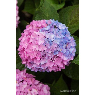 อินทรีย์็ด ใหม่็ด 20 ใหม่็ด ใหม่็ดไฮเดรนเจีย Hydrangea Seeds เรนโบว์ ใหม่สี ไฮเดรนเยียสายใหม่ฝรั่งเศส ของแท้ 10 มะระ