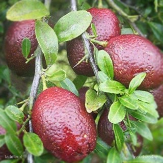 อินทรีย์็ด ใหม่็ด 20 ใหม่ ใหม่็ด มะนาวแดง ผลสีแดง Red Lemon Tree Seeds Organic Fruit Seeds Bonsai Blood Orange S ผักบุ้