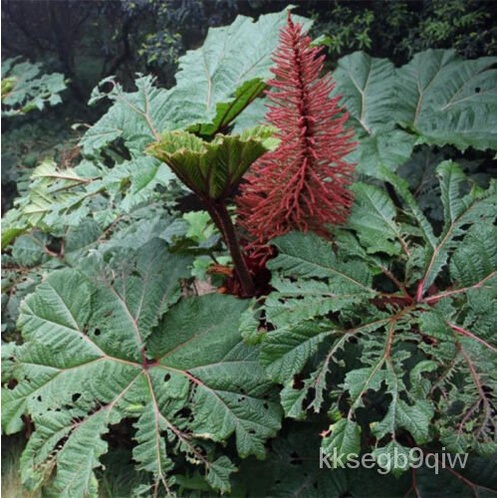 เมล็ด Gunnera SIGNIS-ร่มกันแดดสำหรับพืชสวนที่น่าตื่นตาตื่นใจ-5เมล็ด