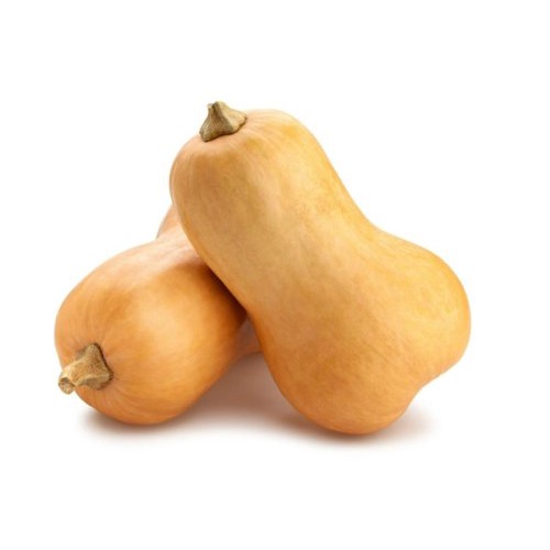 เมล็ด Butternut Pumpkin-Seeds-Organic And Non-GMO Seeds-Heirloom Seeds ง่าย