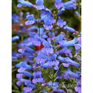 เมล็ด 50 Penstemon แตงไม้สีฟ้าฤดูใบไม้ผลิเมล็ด/ยืนต้น แตง