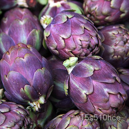 อินทรีย์็ด ใหม่็ด ใหม่ อาติโช้ค สีม่วง ( Purple Italian Artichoke Seed ) บรรจุ 15 ใหม่็ด คุณภาพดี รา