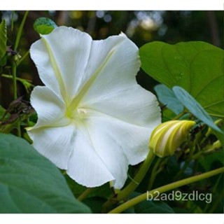 เมล็ด White Morning Glory Seeds, Month Hanaafuji,ขนาดต่างๆ,จัดส่งฟรี บาท