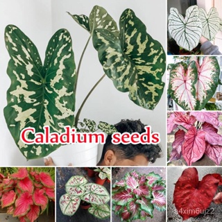 （เมล็ด）บอนสี 100แคปซูล ชุด สีผสม Caladium Seeds พันธุ์ไม้ชุด เมล็ด พันธุ์ไม/งอก ปลูก/งอก  ชุด