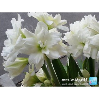 อินทรีย์็ด ถูก็ด 2 หัว/ง่าย ว่านสีทิศฮอลแลนด์ Amaryllis white nymph ขนาดหัว 18-24 ซ.ม สินค้านำเข้า หัวแช่เย็นแล้ว ผักบุ้