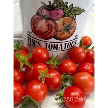 เมล็ด Mexico Midget Tomato Seeds | มรดกตกทอด | ออร์แกนิค | รสเต็มรูปแบบ | หายาก ง่าย