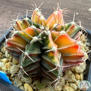 (B2) การยิมโนด่าง คัดพิเศษ ไม้เมล็ด - (gymnocalycium) - แคคตัส/งอก การ