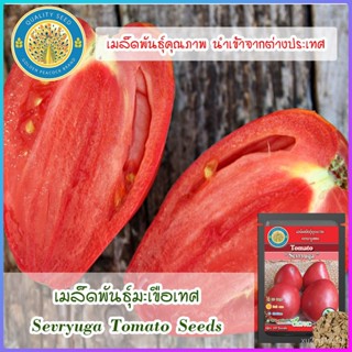 เมล็ด ใหม่็ด ใหม่เพาะเทศ (Sevryuga Tomato Seeds) ใหม่ เพาะ