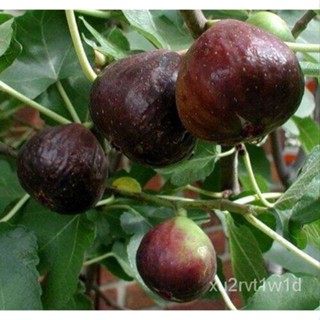 เมล็ด ใหม่็ด 1 เพาะมะเดื่อฝรั่ง Figs "ทาบกิ่ง" ใหม่ Texas Blue Giant Fig เพาะสมบูรณ์มาก รากแน่นๆ โตพร้อมให้