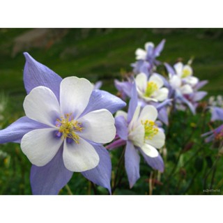 เมล็ด ใหม่็ด 20 ใหม่ Home Plant ใหม่็ด เพาะโคลัมไบน์ (Columbine) เป็นเพาะไม้ประจำรัฐ Colorado Columbine flo