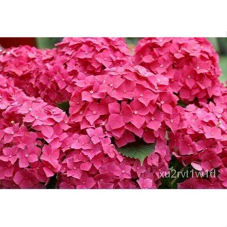 เมล็ด ใหม่็ด 20 ใหม่็ด ใหม่็ดไฮเดรนเจีย Hydrangea Seed  สีชมพู ไฮเดรนเยียสายใหม่ฝรั่งเศส   อัตราการใหม่ 70 เพาะ