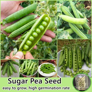 เมล็ด 40ใหม่็ด/ห่อ ใหม่ ถั่วลันเตาหวาน Sugar Pea Seed (Vegetable Seeds for Planting Plants) ใหม่็ด ข้าวโพด