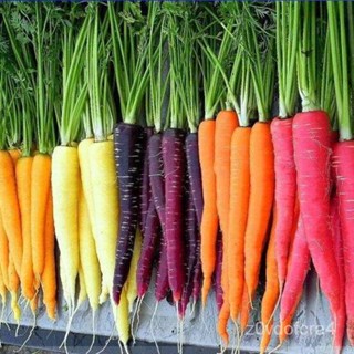 เมล็ด ใหม่ แครอทใหม่สี (Rainbow Mixed Carrot Seed) บรรจุ 400 ใหม่็ด คุณภาพดี ราคาใหม่ ของแท้ 1 เพาะ