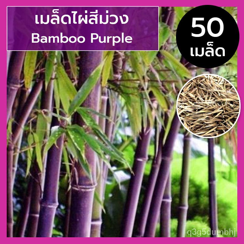 เมล็ด ใหม่็ดไผ่สีม่วง ใหม่็ดไผ่ ไผ่สีม่วง Purple Bamboo หายาก นำเข้า ( 20 / 50 ใหม่็ด ) ใหม่ เพาะ