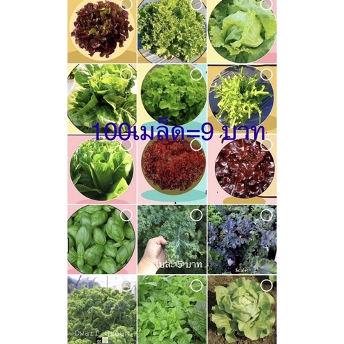 เมล็ดพันธุ์ผักสลัด (10 แถม 2) 100เมล็ด =9 บาท (ซื้อ10 แถม 2) พร้อมคู่มือการเพาะ และดูแล 100seed Lettuce