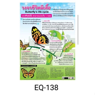 วงจรชีวิตผีเสื้อ EQ 138 โปสเตอร์สื่อการสอน หุ้มพลาสติก ขนาด 50 * 70 cm