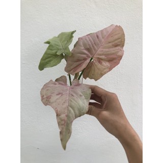 syngonium pink ออมชมพู ด่าง ออมเงินออมทอง