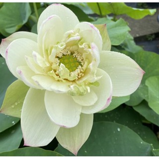 5 เมล็ด เมล็ดพันธุ์บัว บัวนอก สายพันธุ์ Green Petals สีเขียว ขาว บัวจักรพรรดิ์