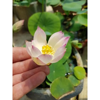 5 เมล็ดพันธุ์บัว บัวนอก สายพันธุ์ Sing Birdie Sing สีขาว อมชมพู บัวแคระ MicroLotus บัวจักรพรรดิ์