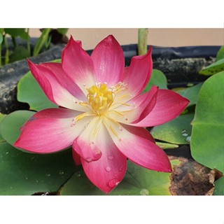 3 เมล็ดพันธุ์ บัว บัวสวยงาม บัวอ่าง บัวจิ๋ว บัวแคระ สายพันธุ์ Tiny Jiangnan สีชมพู พิงค์ Lotus Seeds