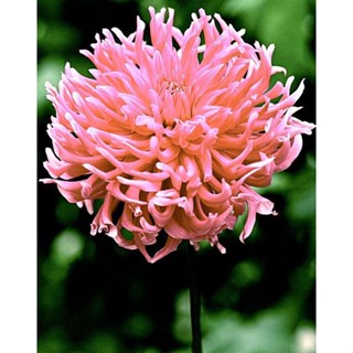 1 หัว /ชุุด เหง้า ต้นรักเร่ Dahlia สายพันธุ์ Bird Nest สีชมพู หัวรักเร่ ดอกรักเร่ รักแรกพบ เฟิร์สเลิฟ