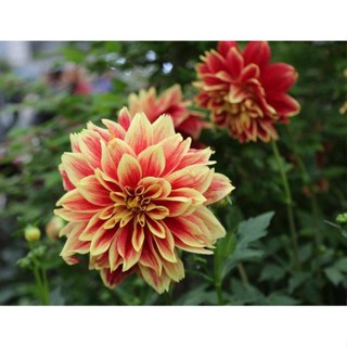 1 หัว /ชุุด เหง้า ต้นรักเร่ Dahlia สายพันธุ์ Ballegos Glory สีส้ม หัวรักเร่ ดอกรักเร่ รักแรกพบ เฟิร์สเลิฟ