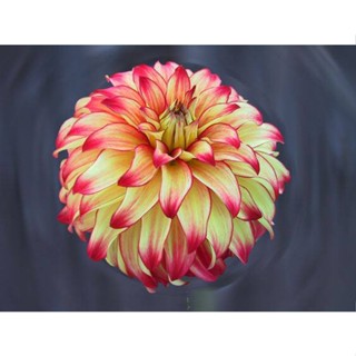 1 หัว /ชุุด เหง้า ต้นรักเร่ Dahlia สายพันธุ์ Lady Darlene สีแดง หัวรักเร่ ดอกรักเร่ รักแรกพบ เฟิร์สเลิฟ