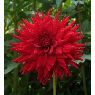 1 หัว /ชุุด เหง้า ต้นรักเร่ Dahlia สายพันธุ์ Kenora Wildfire สีแดง หัวรักเร่ ดอกรักเร่ รักแรกพบ เฟิร์สเลิฟ